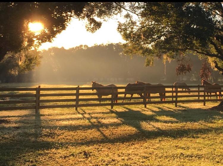 Sarasota, Sarasota county, horseback riding in sarasota, horseback, riding, horses, nature trails, conservation,things to do in sarasota, sarasota attractions, fun in sarasota, realtor, realty, reeltor, reelty